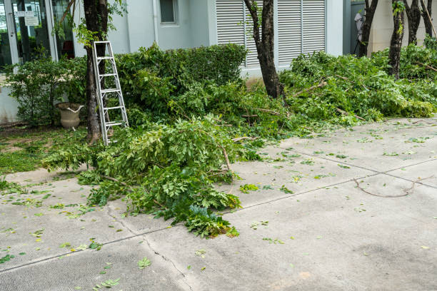 The Steps Involved in Our Tree Care Process in Tularosa, NM